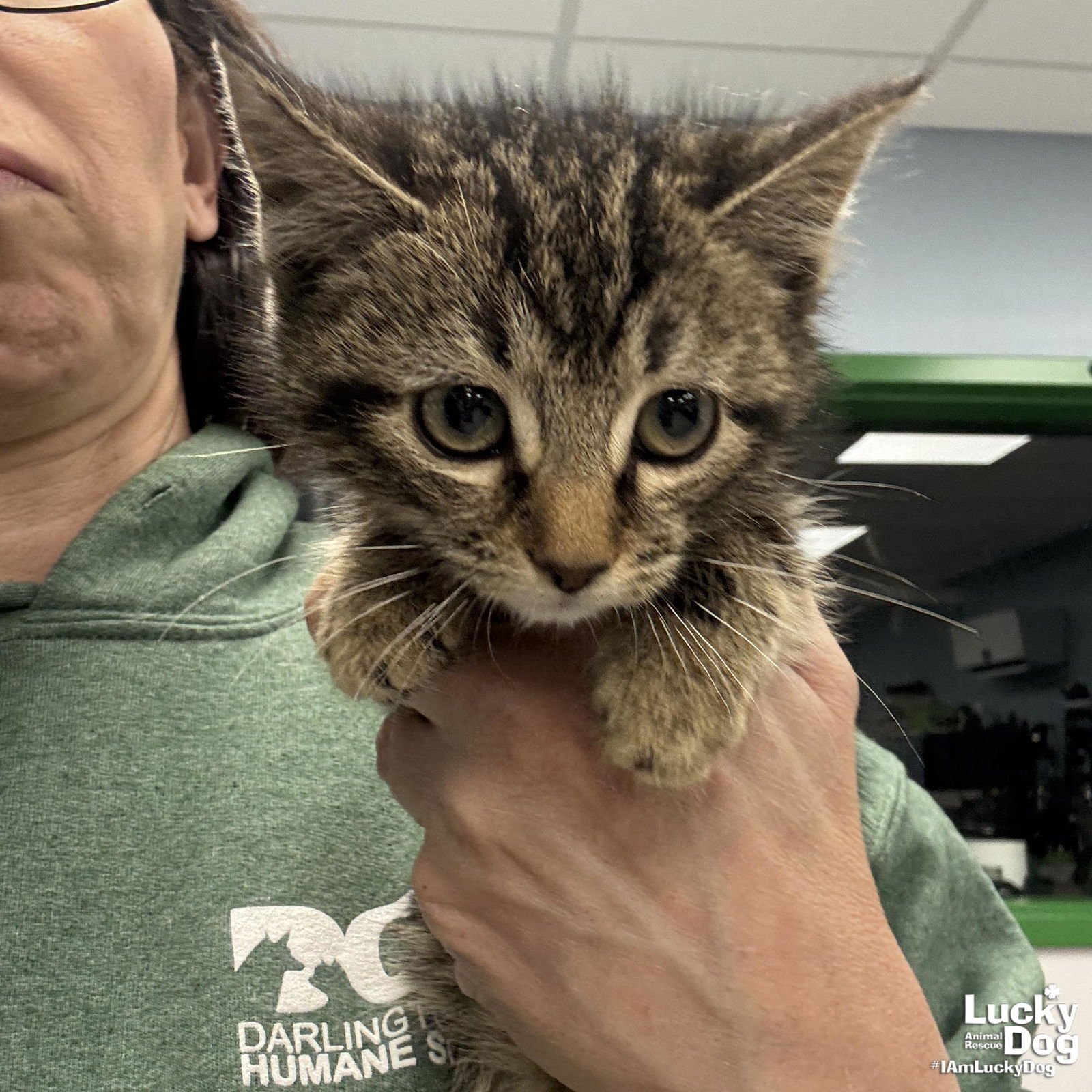 STARFISH - Domestic Short Hair available for adoption