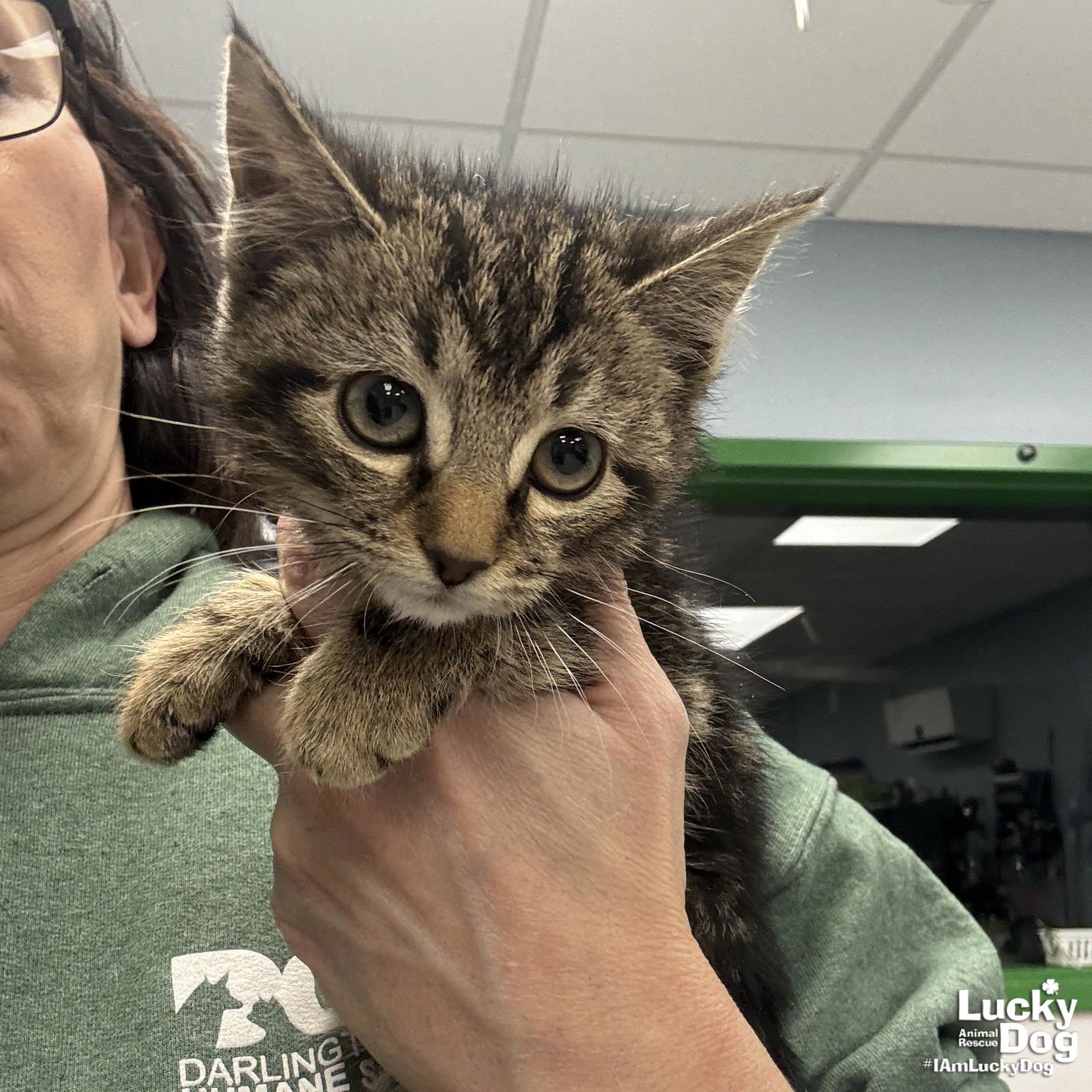 STARFISH - Domestic Short Hair available for adoption