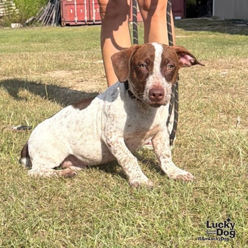 LASAGNA - Pointer / Dachshund available for adoption