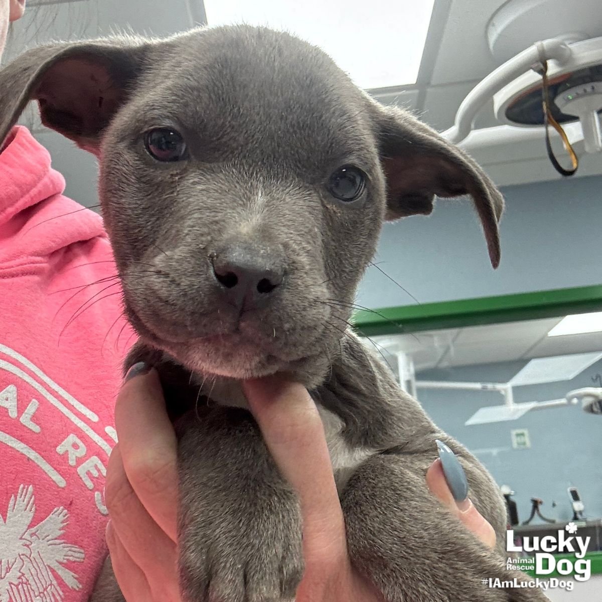 DIA - Terrier / Labrador Retriever available for adoption