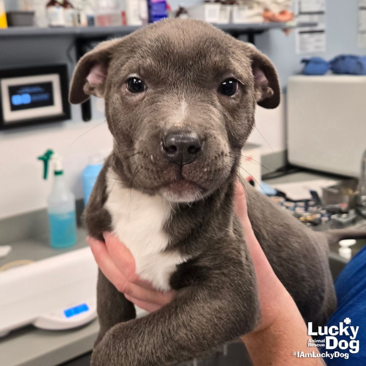 DIA - Terrier / Labrador Retriever available for adoption