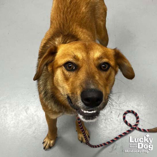 CONSTANCE - Shepherd / Retriever available for adoption