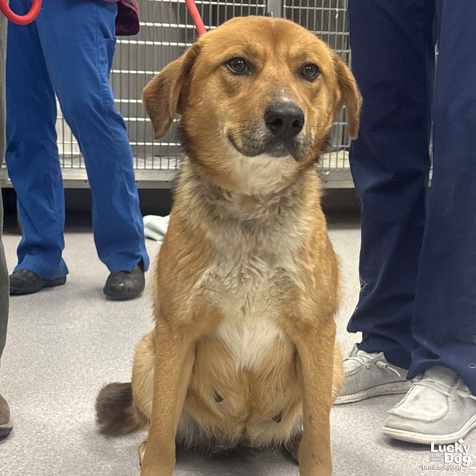 CONSTANCE - Shepherd / Retriever available for adoption