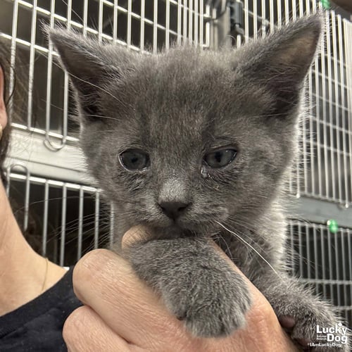 PRIDE - Domestic Short Hair available for adoption