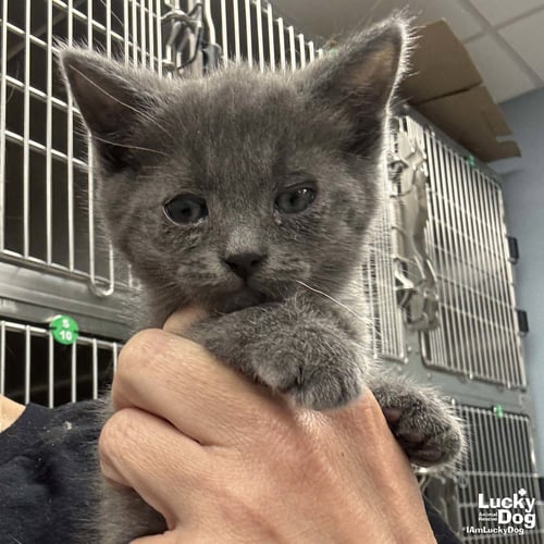 PRIDE - Domestic Short Hair available for adoption