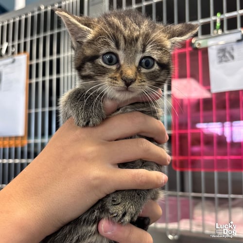 PEACHY - Domestic Short Hair available for adoption