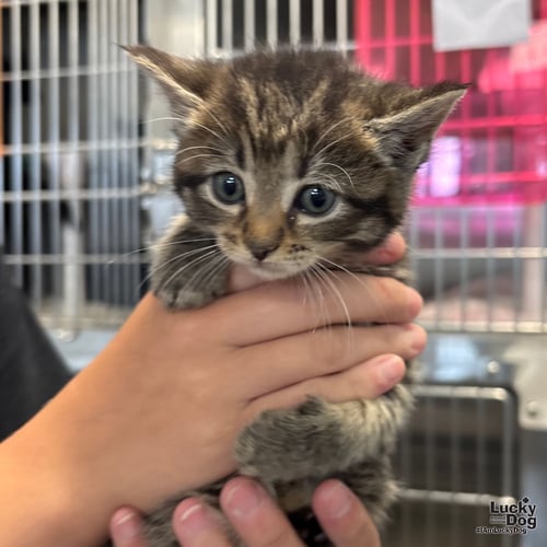 PEACHY - Domestic Short Hair available for adoption