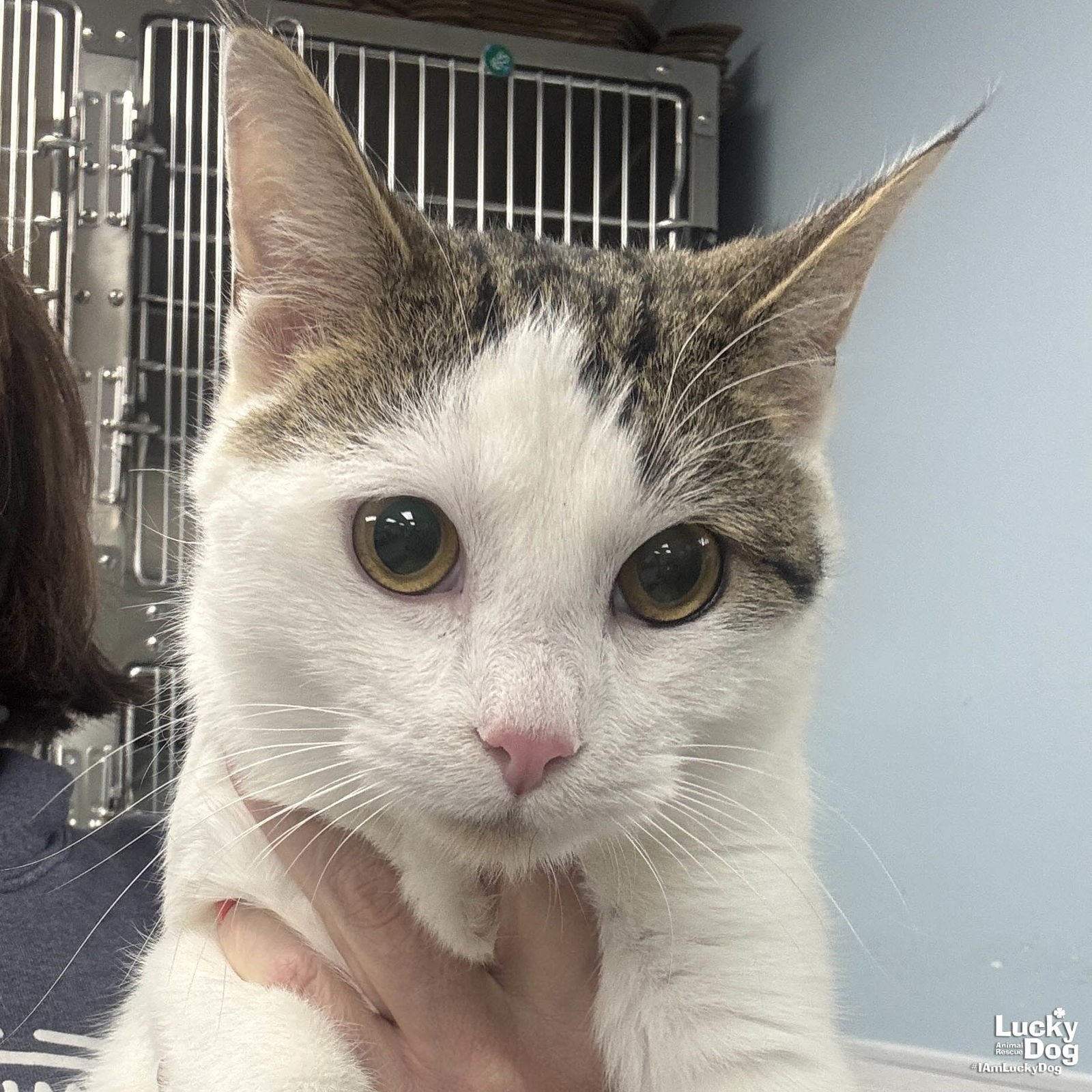 ROLY POLY - Domestic Short Hair available for adoption