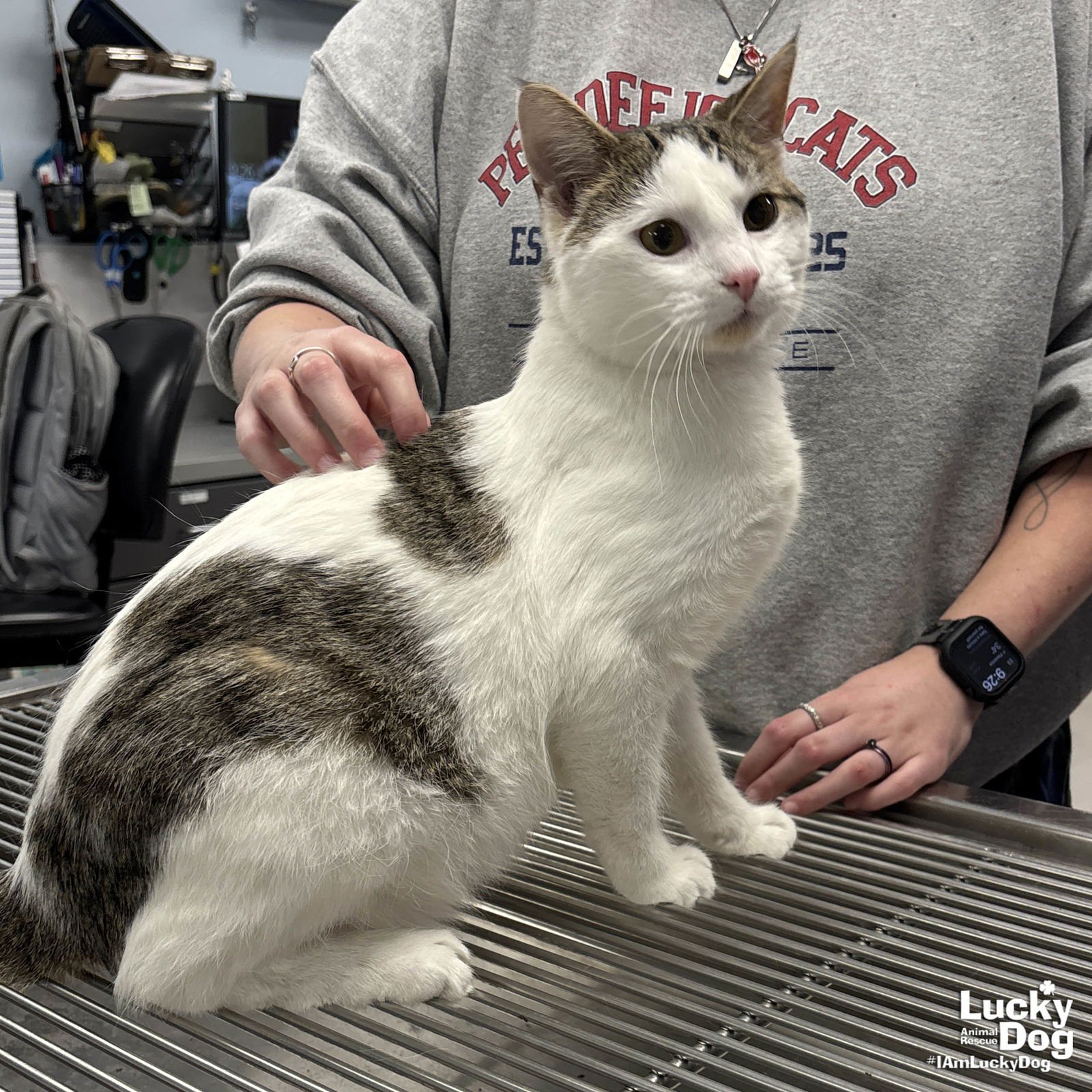 ROLY POLY - Domestic Short Hair available for adoption