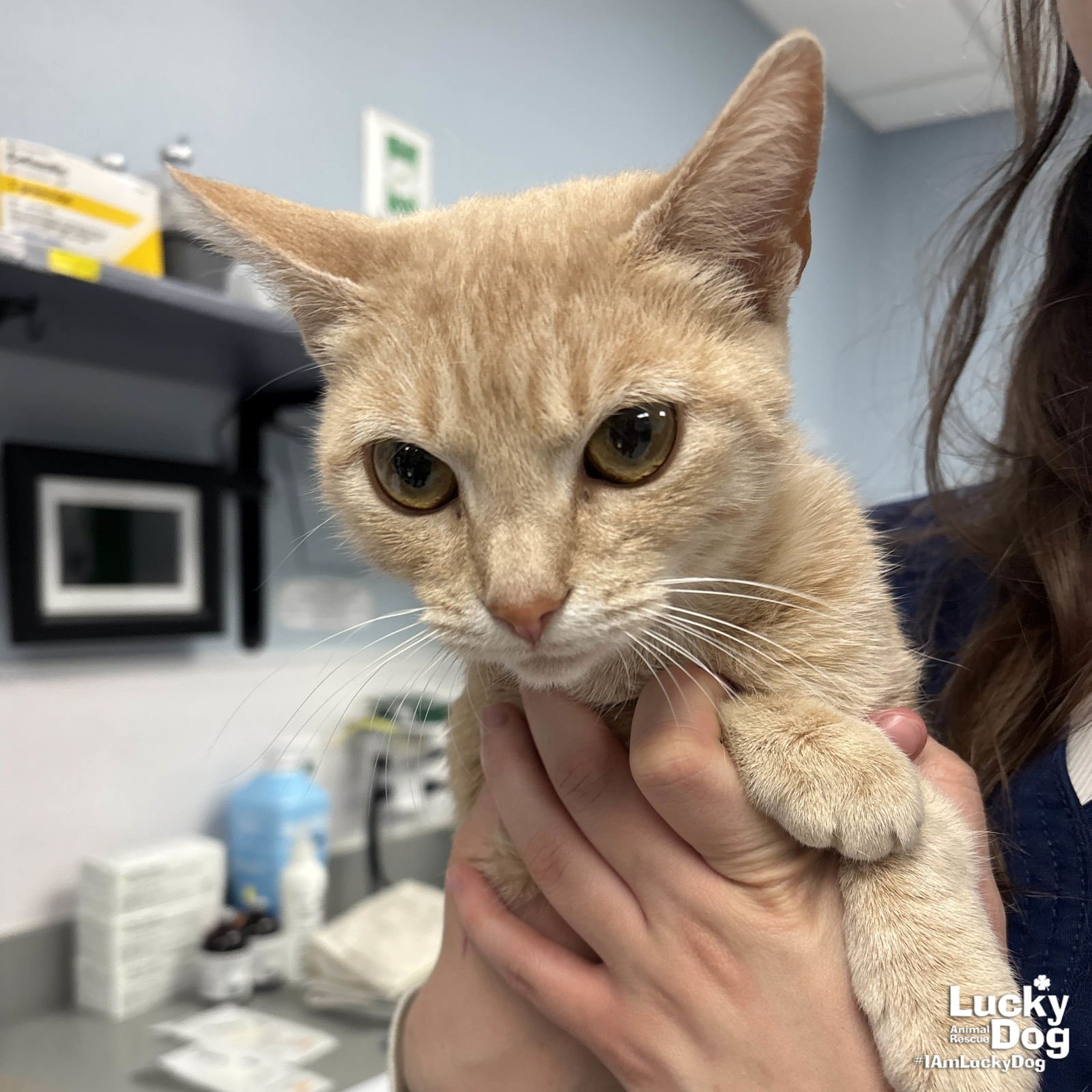 CREAMSICLE - Domestic Short Hair available for adoption