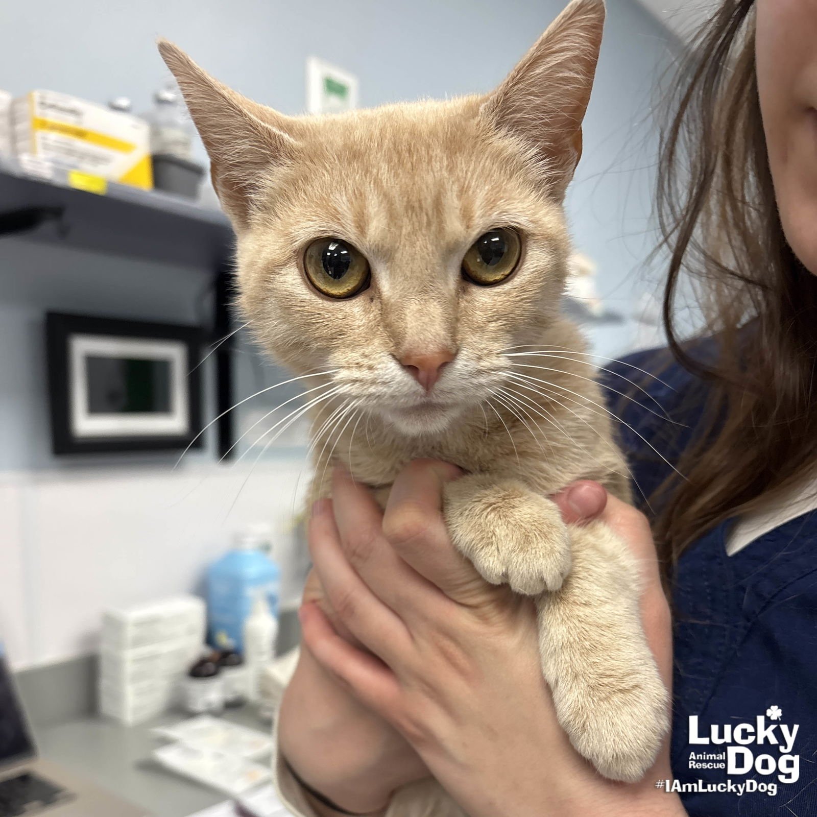 CREAMSICLE - Domestic Short Hair available for adoption