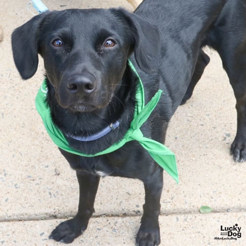 MIDNIGHT - Labrador Retriever / Border Collie available for adoption