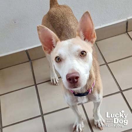 NYLA - Labrador Retriever available for adoption