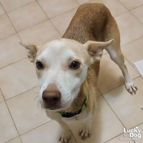 NYLA - Labrador Retriever available for adoption