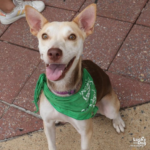 NYLA - Labrador Retriever available for adoption