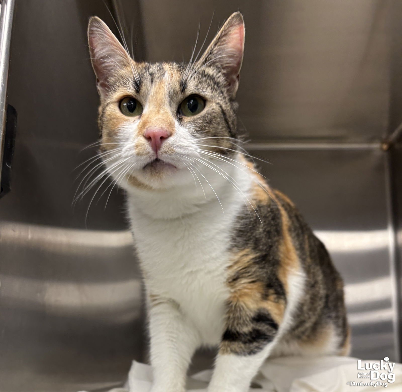 SAFFRON - Domestic Short Hair available for adoption