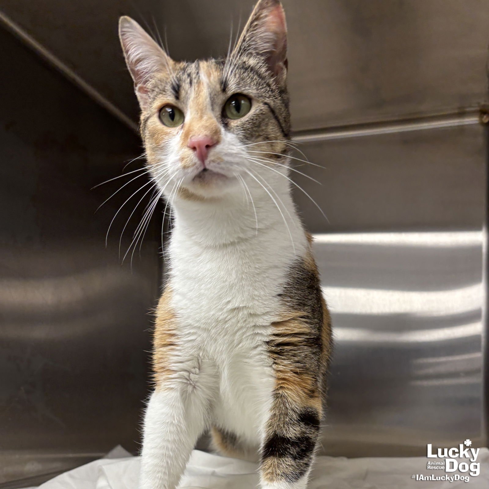 SAFFRON - Domestic Short Hair available for adoption