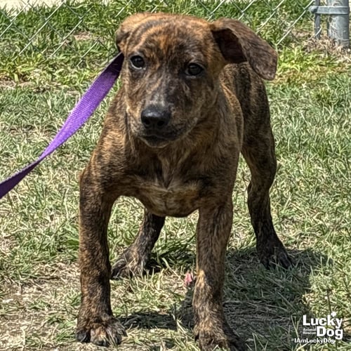 BEATRIX - Australian Cattle Dog/Blue Heeler / Retriever available for adoption