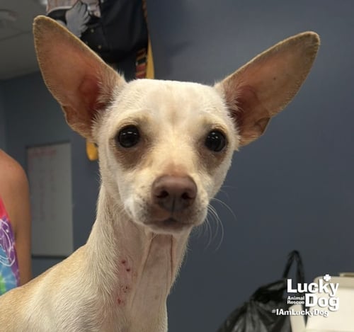 RINGO - Chihuahua available for adoption