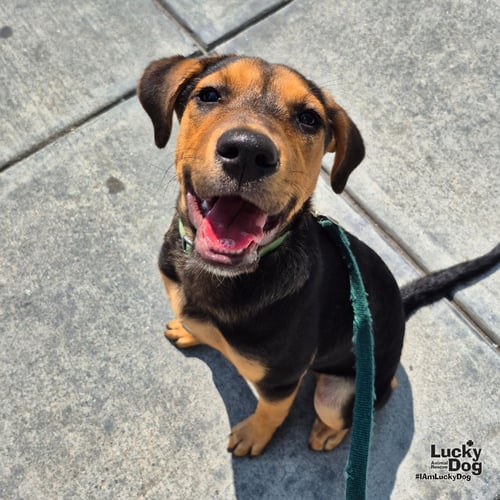AZRA - Shepherd / Labrador Retriever available for adoption