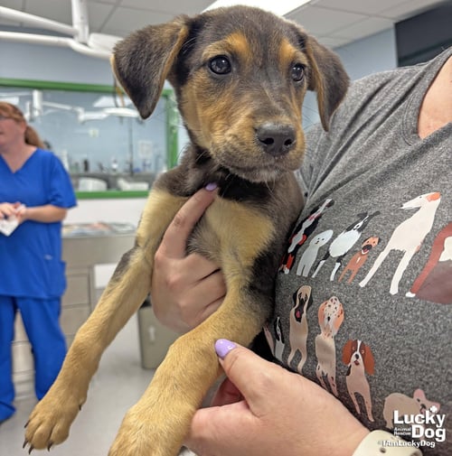 AZRA - Shepherd / Labrador Retriever available for adoption