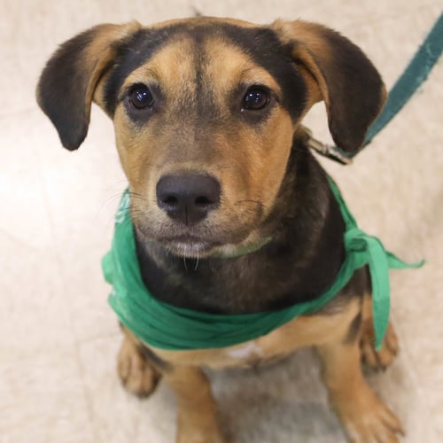 AZRA - Shepherd / Labrador Retriever available for adoption