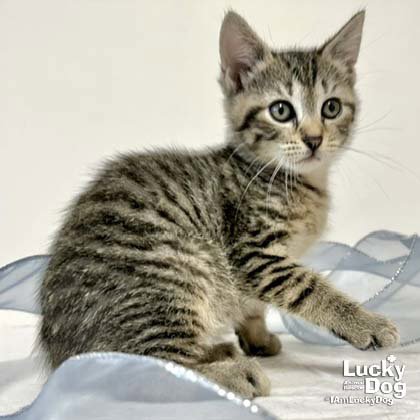 CHATTY CATHY - Domestic Short Hair available for adoption