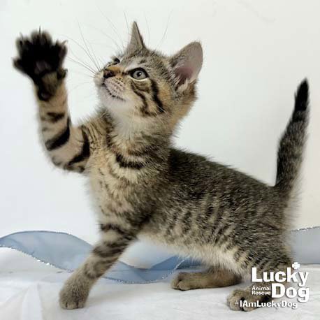 CHATTY CATHY - Domestic Short Hair available for adoption