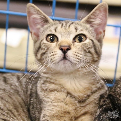 CHATTY CATHY - Domestic Short Hair available for adoption