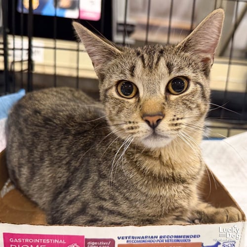 CHATTY CATHY - Domestic Short Hair available for adoption