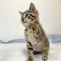 Chatty Cathy - Photo 4
