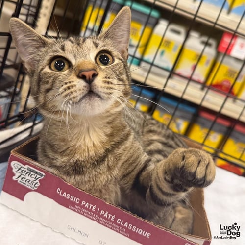 CHATTY CATHY - Domestic Short Hair available for adoption