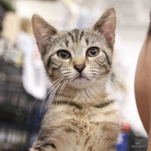CHATTY CATHY - Domestic Short Hair available for adoption