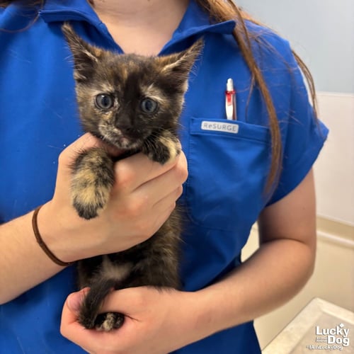 BRIAR - Domestic Short Hair available for adoption