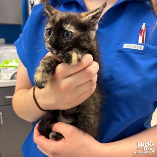 BRIAR - Domestic Short Hair available for adoption