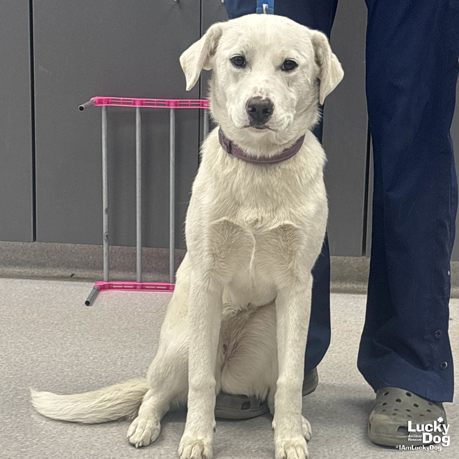 SNOW GLOBE - Labrador Retriever available for adoption