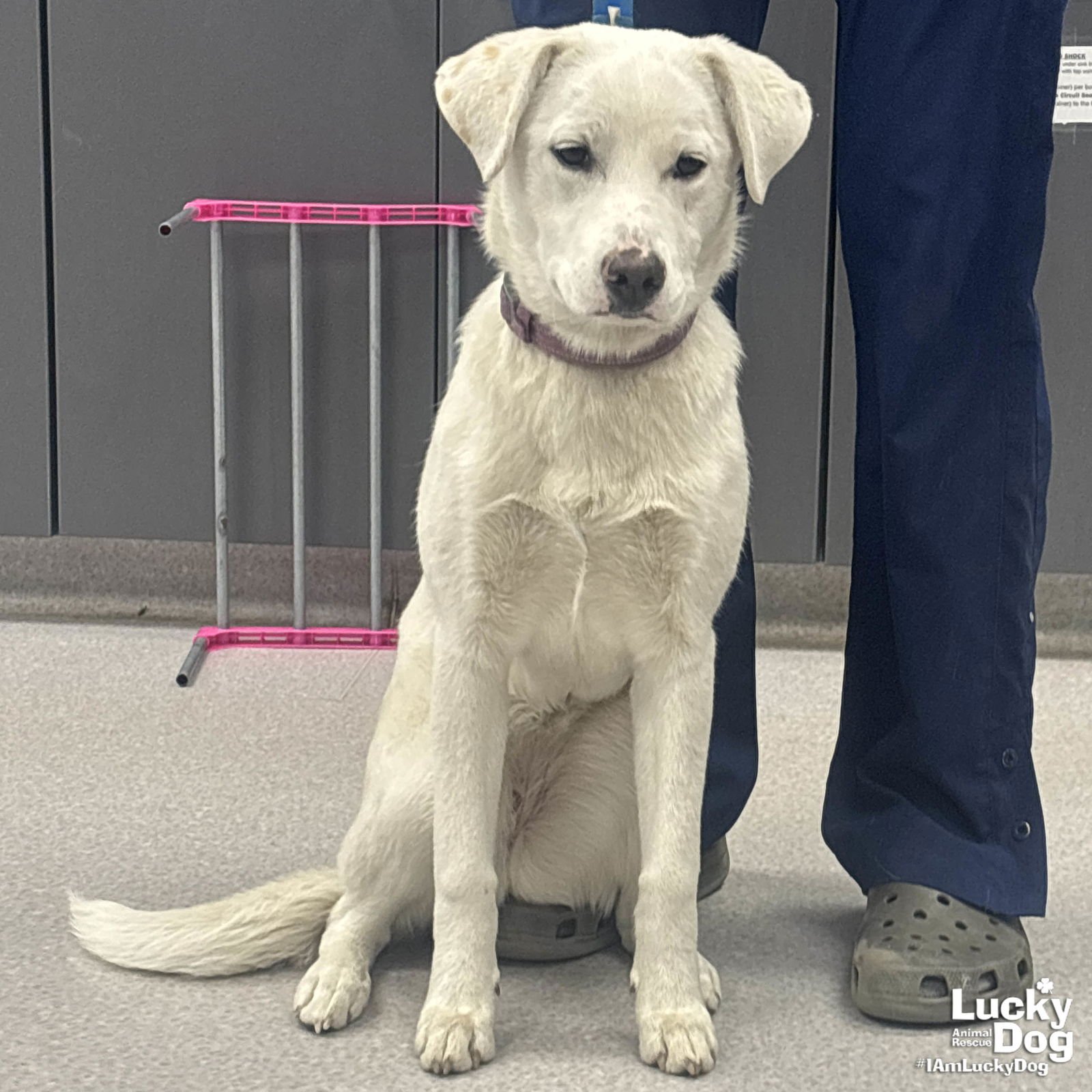 SNOW GLOBE - Labrador Retriever available for adoption