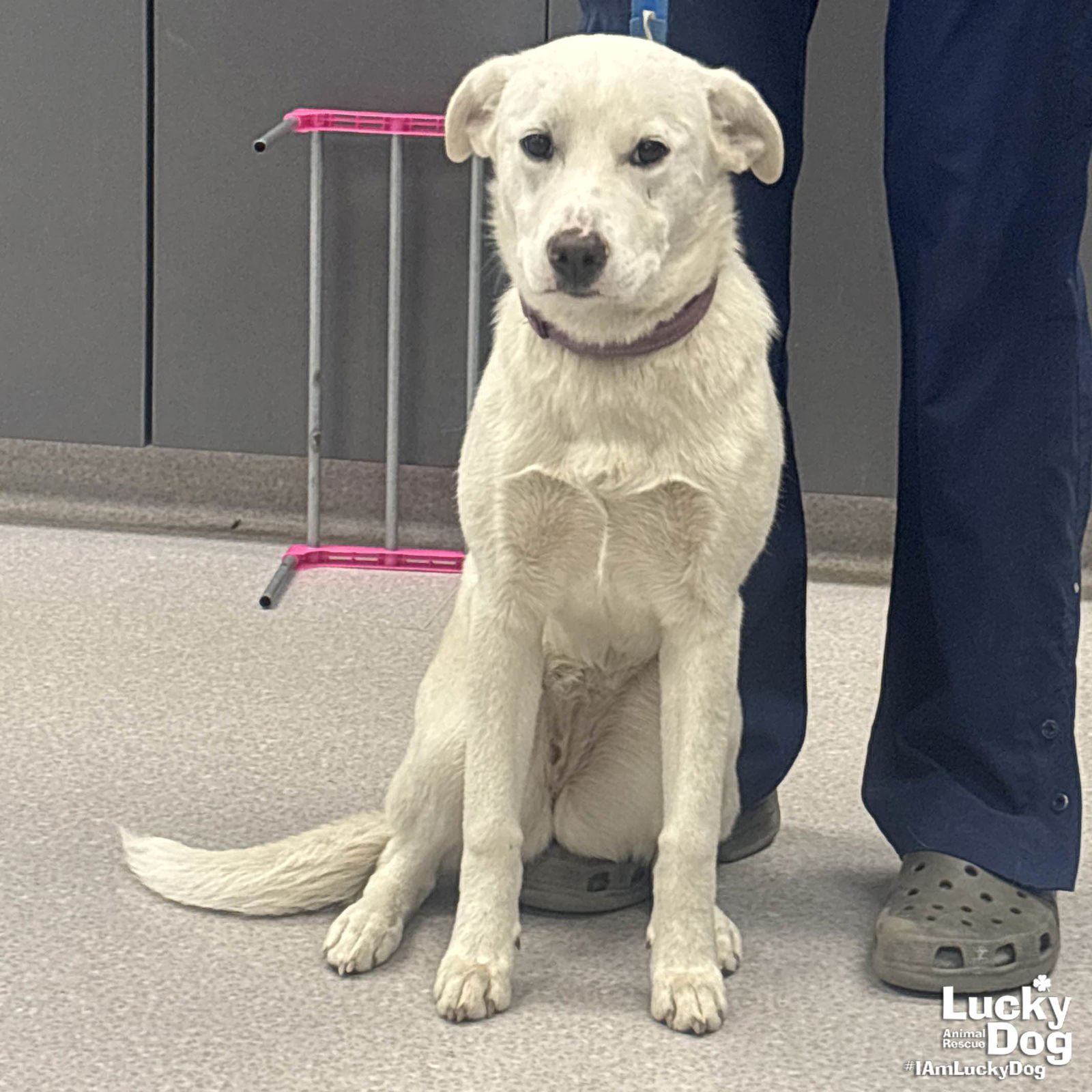 Snow Globe - Photo 3