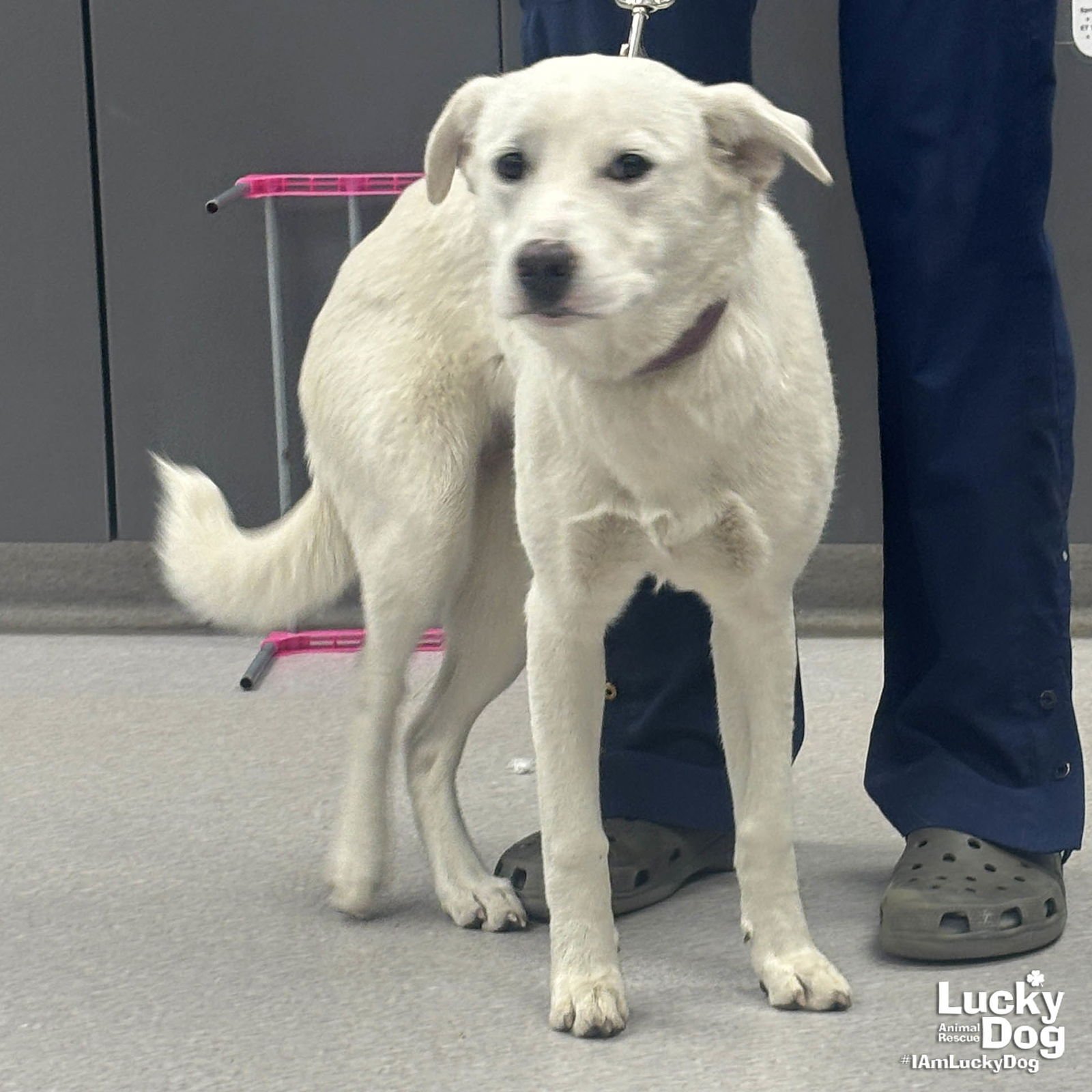 Snow Globe - Photo 4