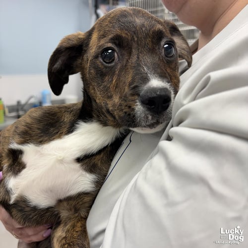JULIA - Shepherd / Plott Hound available for adoption