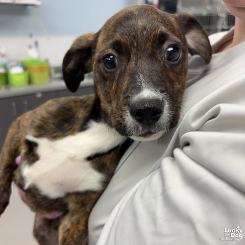 JULIA - Shepherd / Plott Hound available for adoption