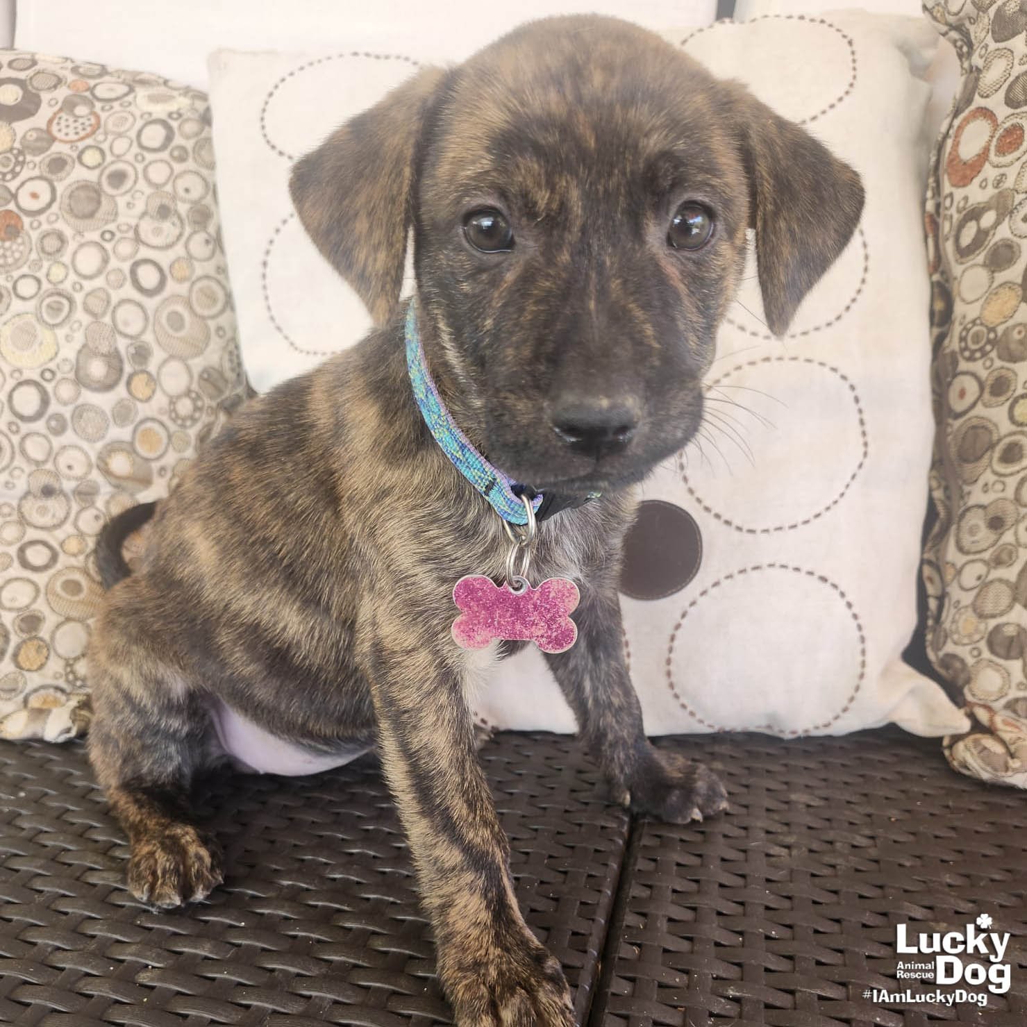 TAMMY - Labrador Retriever available for adoption