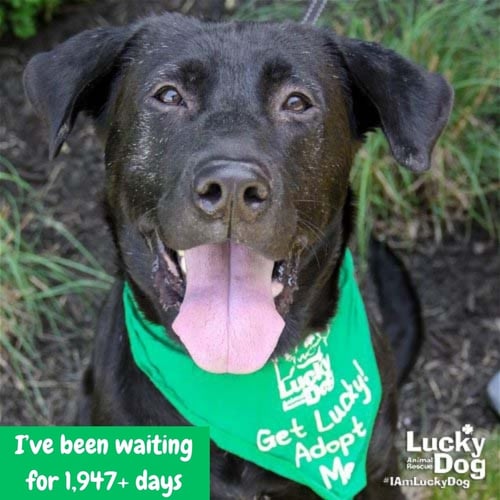 MIKEY - Labrador Retriever / Retriever available for adoption