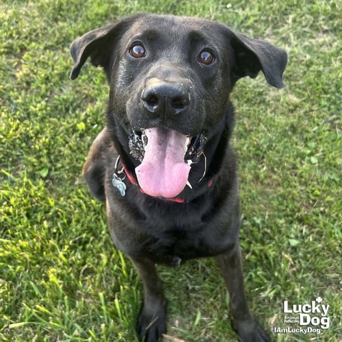 MIKEY - Labrador Retriever / Retriever available for adoption