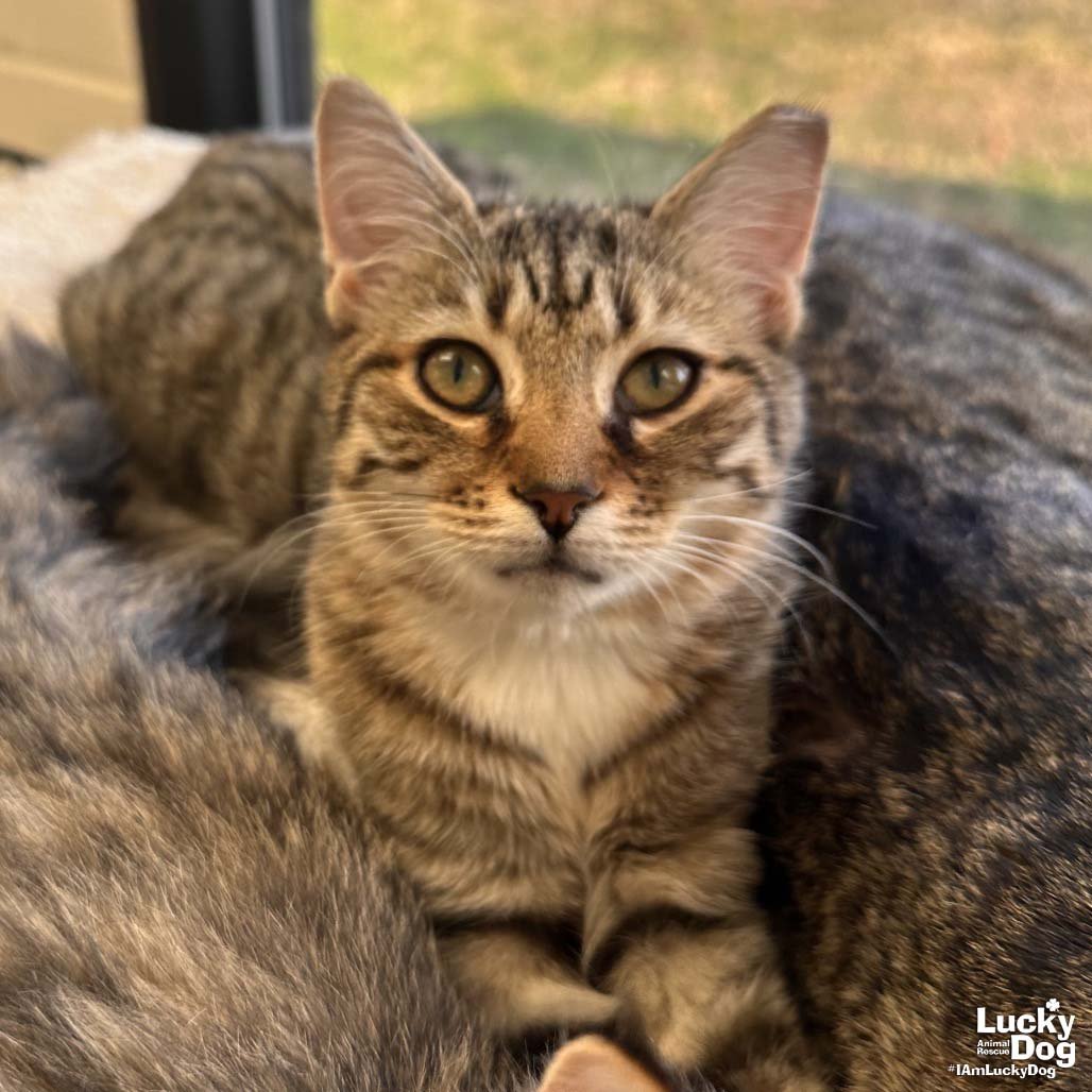 RUZEK - Domestic Short Hair available for adoption