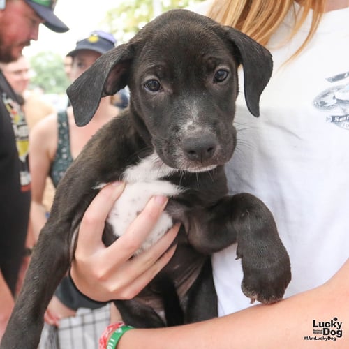 SUNNY - Labrador Retriever / Terrier available for adoption