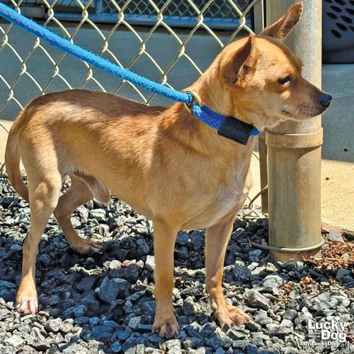 RAYMOND - Chihuahua available for adoption