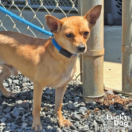 RAYMOND - Chihuahua available for adoption
