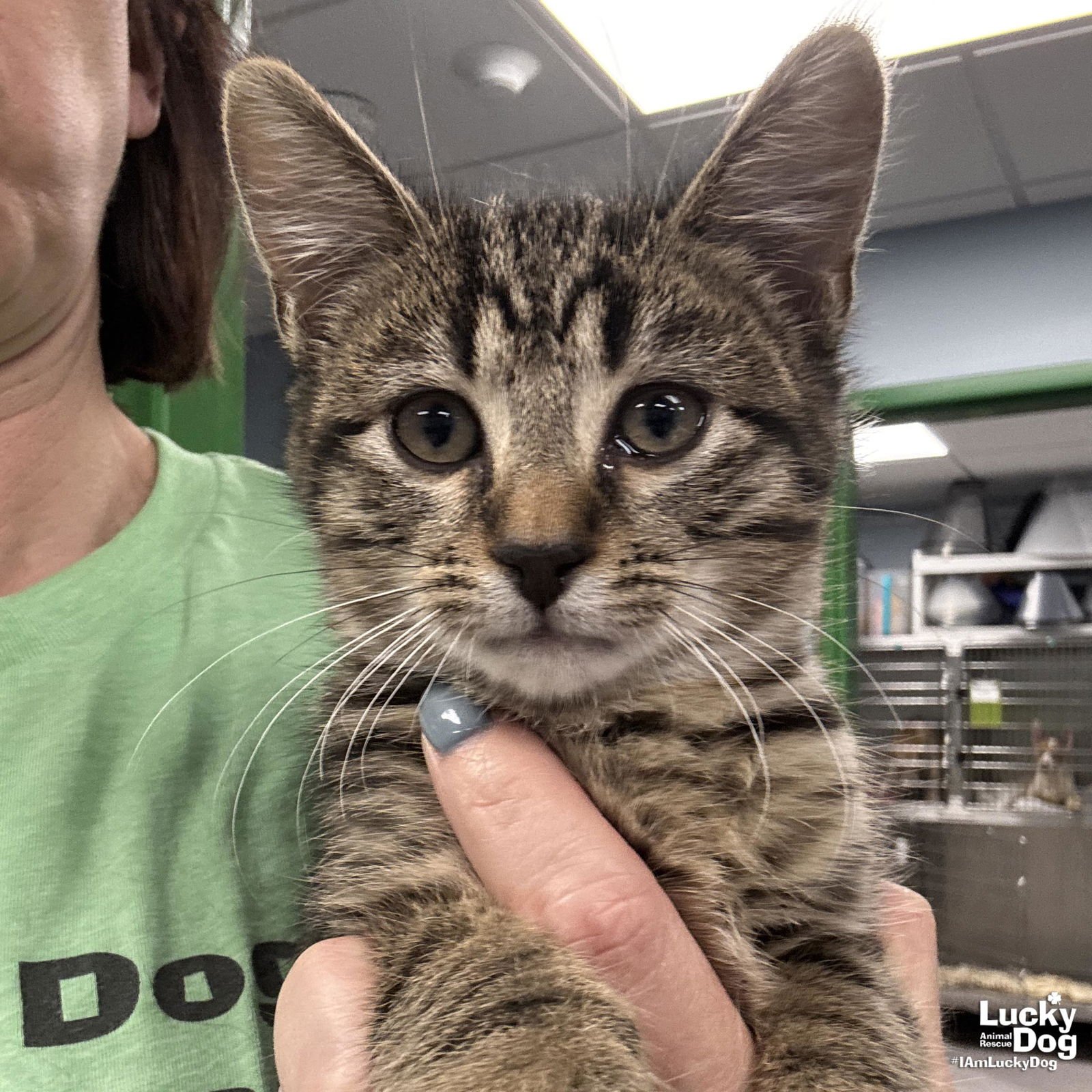 BRADY - Domestic Short Hair available for adoption