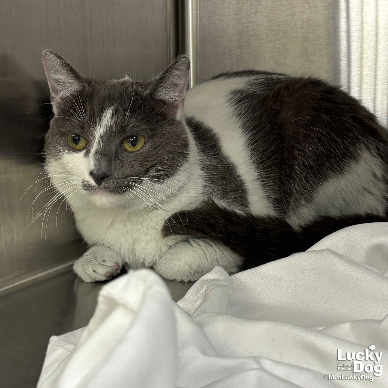 KILIMANJARO - Domestic Short Hair available for adoption